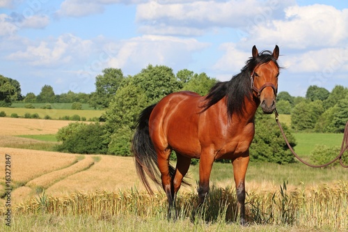 Portrait eines Quarter horse
