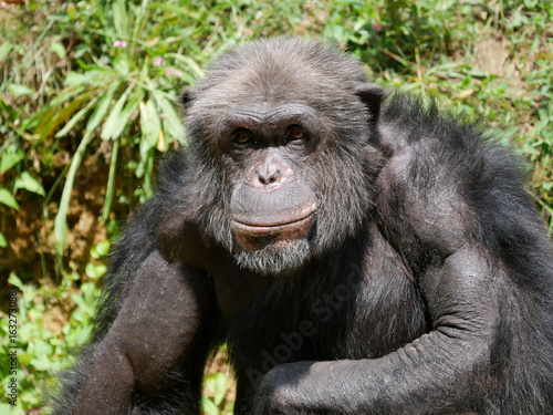 Chimpanzé © photoloulou91