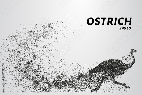 Ostrich from the particles. The ostrich consists of small circles. Vector illustration.