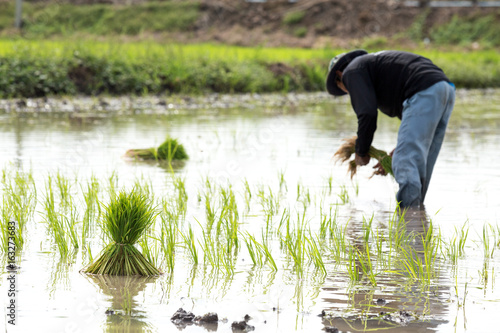farmer do small rice planting, prepare for farm