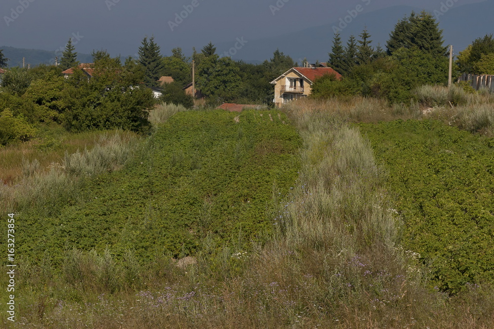 Scene with potato plant field, forest and residential district of bulgarian village Plana, Plana mountain, Bulgaria Scene with potato plant field, forest and residential district of bulgarian village Plana, Plana mountain, Bulgaria
