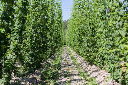 Hops cultivation.