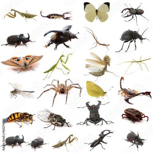 group of european insects photo