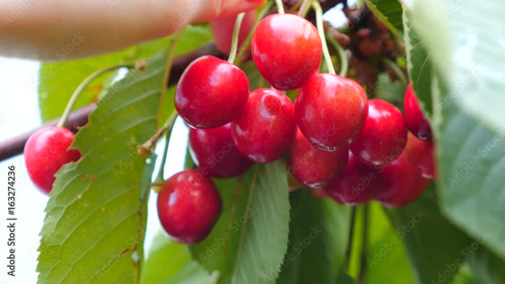Cherry tree branches with rape fruits in summer garden. Close up view of the cherries on the tree. Wild cherry tree branches with red fruit, harvesting. Cherry tree branches with rape fruits in summer garden. Close up view of the cherries on the tree. Wild cherry tree branches with red fruit, harvesting.
