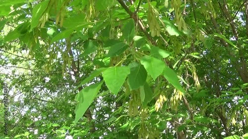 Ash Tree Flowers and fruits. Branches of fraxinus exelsior tree in the wind. Video HD Shooting of static camera. photo