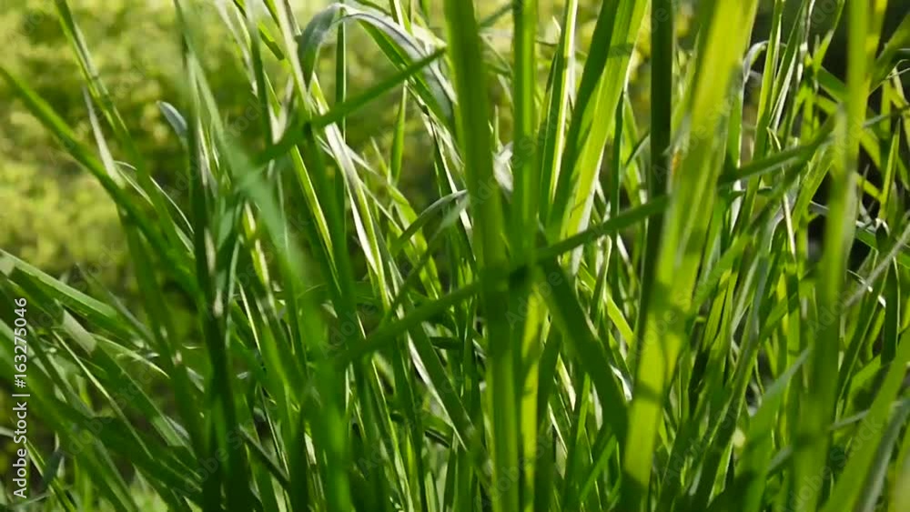 Green grass macro beautiful background summer. HD video footage 1920x1080 static camera. Green grass macro beautiful background summer. HD video footage 1920x1080 static camera.