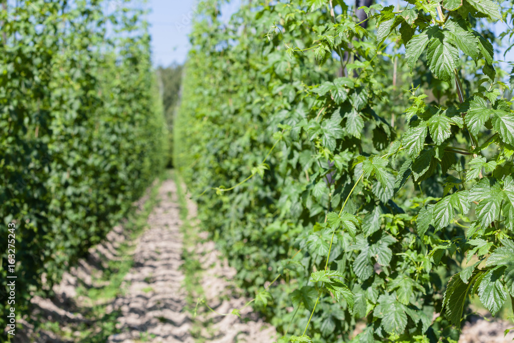 Hops cultivation.