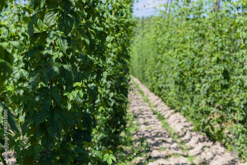 Hops cultivation.