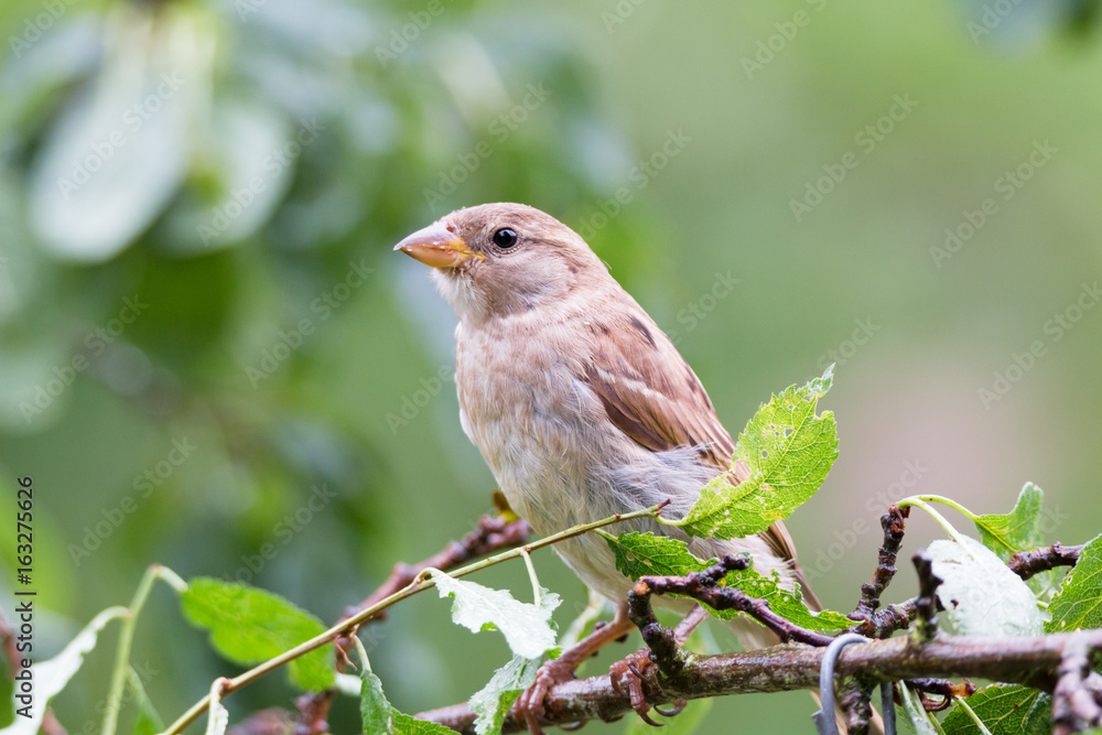 Spatz Spatz