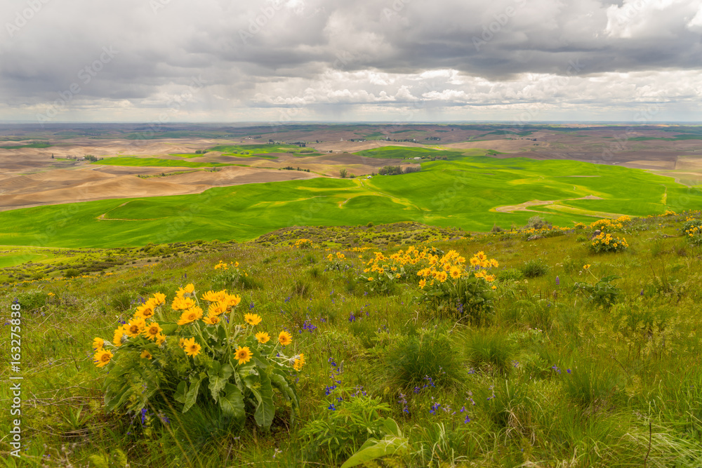 Wildflowers on Kamiak Butte State Park, Whitman County, Washington, USA