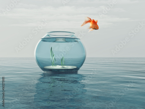 Photography Goldfish in a bowl