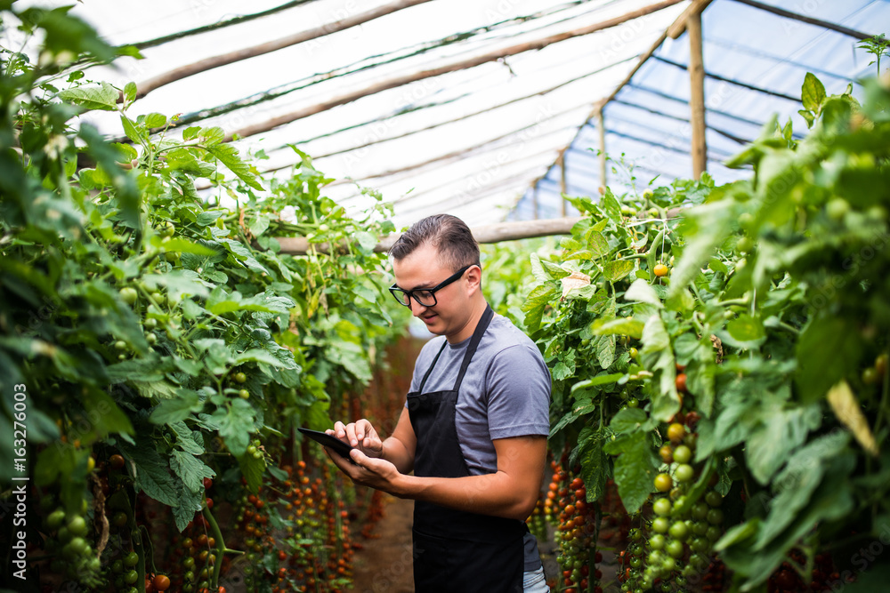 Young man farmer checking the sales online vegetables tomatoes on tablet on greenhouse Young man farmer checking the sales online vegetables tomatoes on tablet on greenhouse