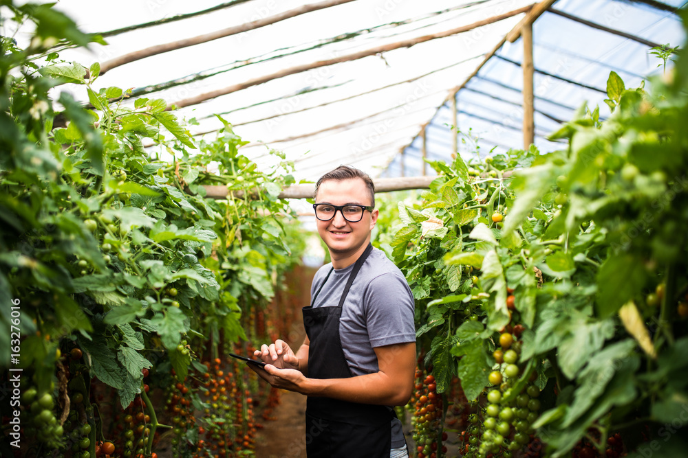 Young man agronom checking the state of vegetables tomatoes on tablet on greenhouse Young man agronom checking the state of vegetables tomatoes on tablet on greenhouse