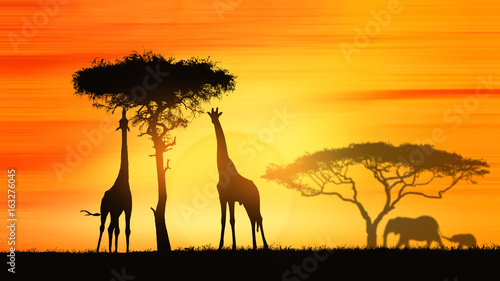 giraffes in Africa at sunset