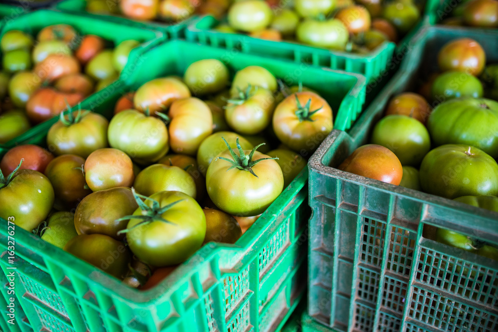 Fresh healthy tomatoes being stocked in plastic boxes Fresh healthy tomatoes being stocked in plastic boxes