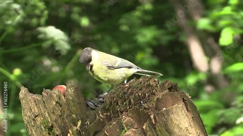 Great tit bird is learning to get food.