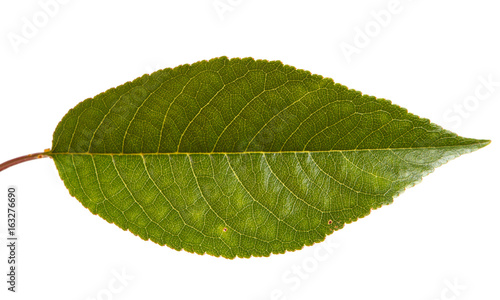 Leaves of a cherry tree on a branch. Isolated on white background