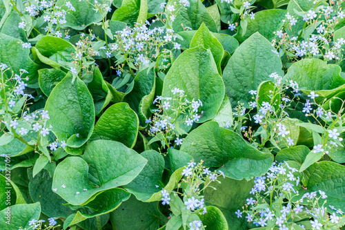 Eritrichium Blue Jack Frost or Brunnera photo