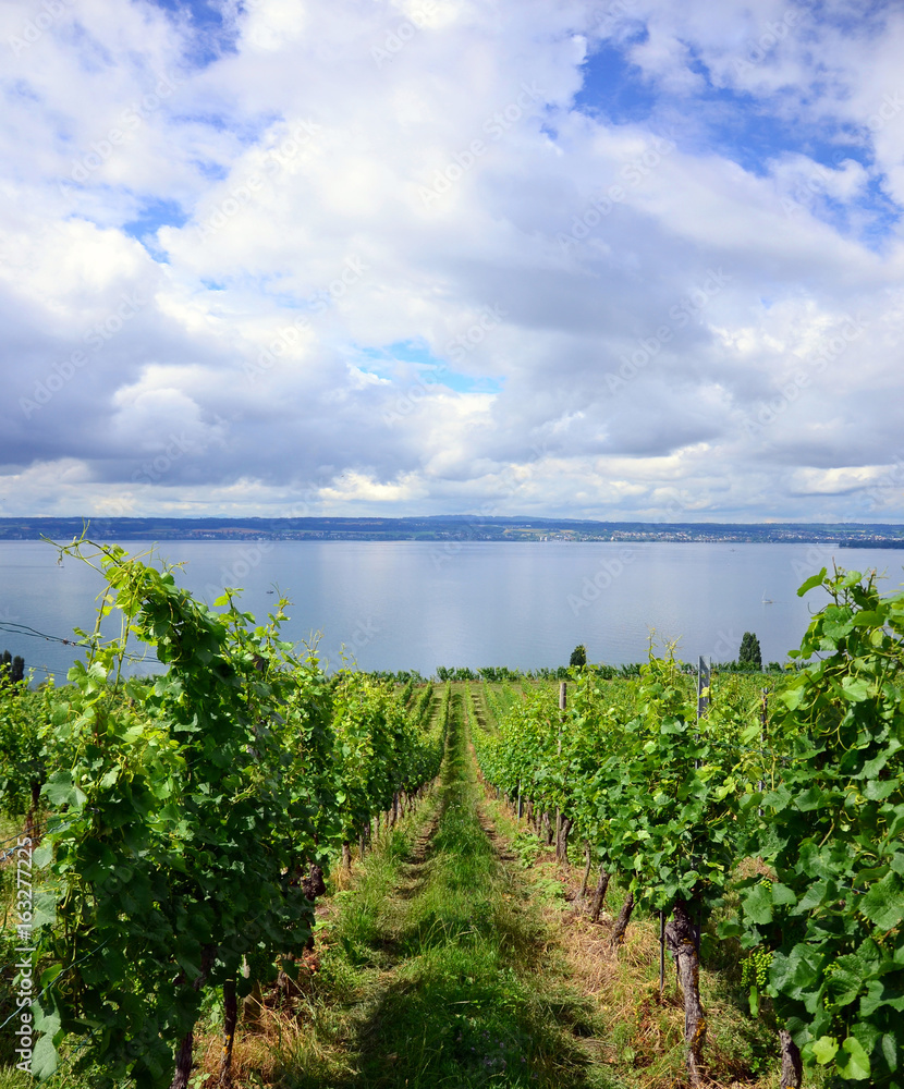 Green Vineyards between Meersburg and Hagnau at the Lake Constance, Germany