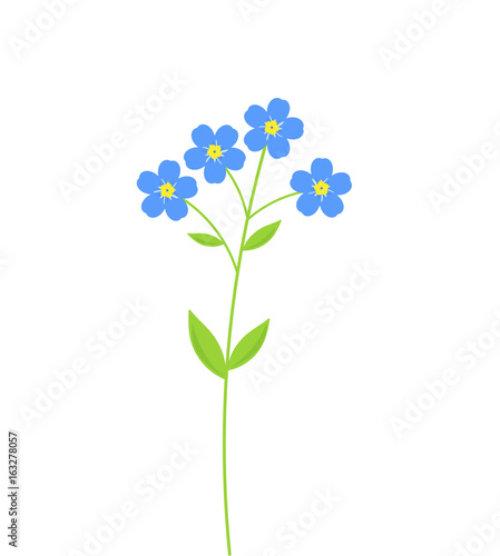 Forget me not flowers