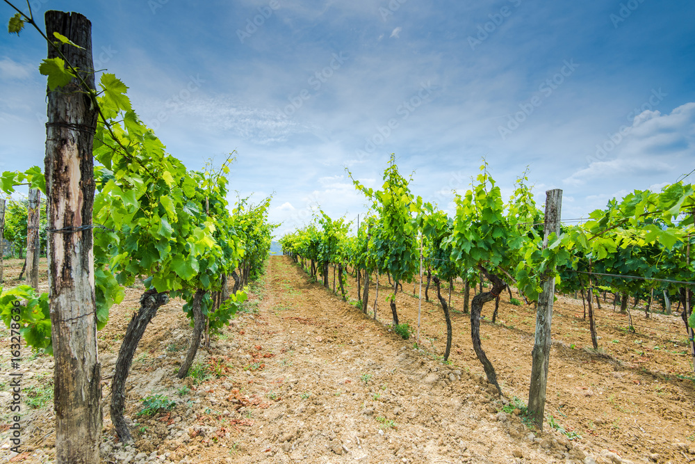 Rows of grape vine in fields