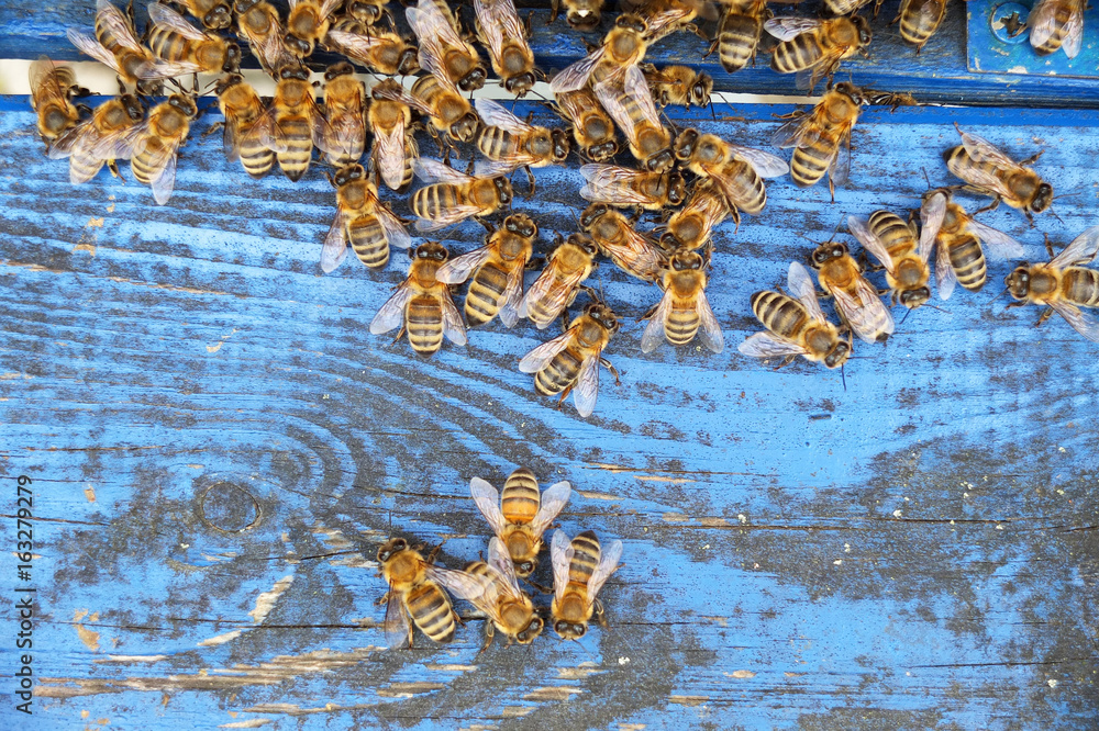 Bees enter the hive