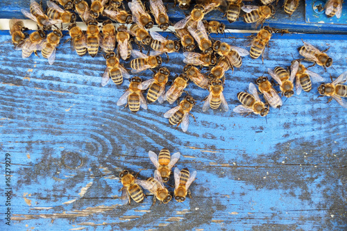 Obraz na płótnie Bees enter the hive w salonie