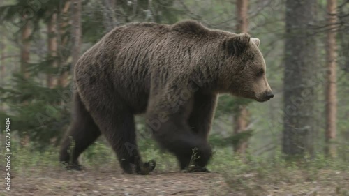 wild european brown bear