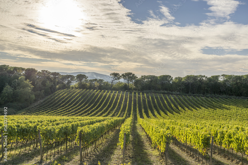 vinyard at tuscany