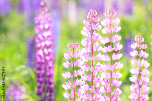 Lupinus, lupin, lupine field with pink purple and blue flowers