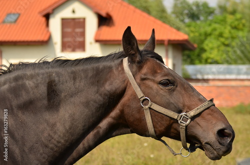 Obraz na płótnie Koń (horse) w salonie