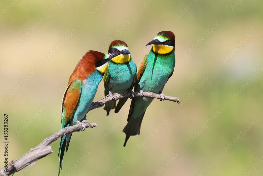 Fototapeta premium Bee eater