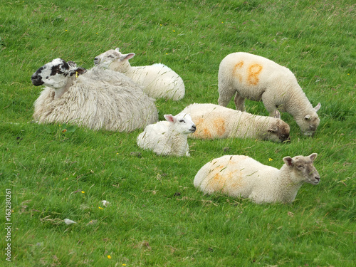 sheep and yound lambs in a group in a field in yorkshire photo