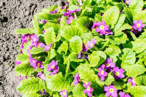 Primula juliae or julias primrose