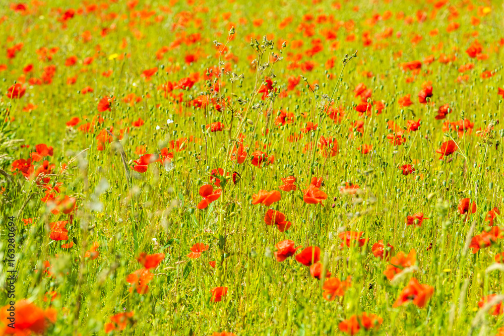 Red poppies in a summer meadow