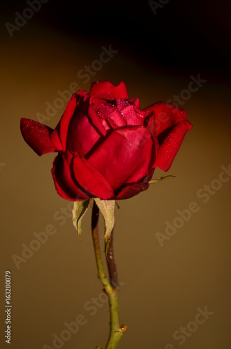 Róża (rose)