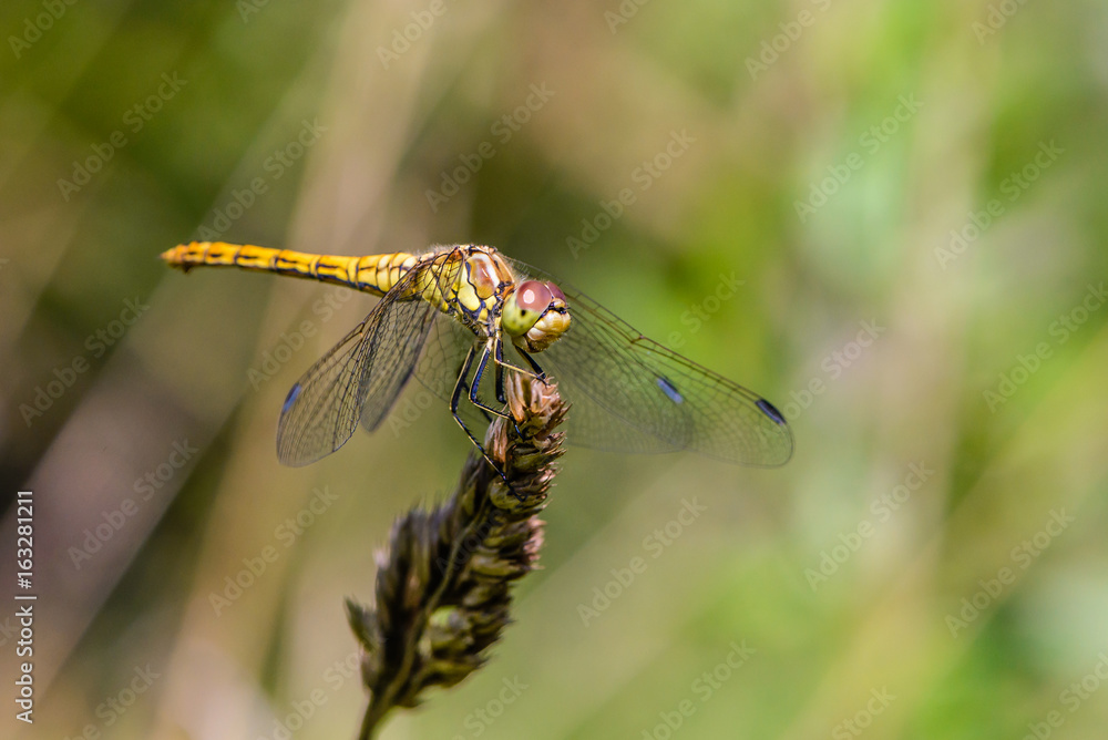 Large yellow dragonfly sympetrum vulgatum sat on a dry blade of grass Large yellow dragonfly sympetrum vulgatum sat on a dry blade of grass