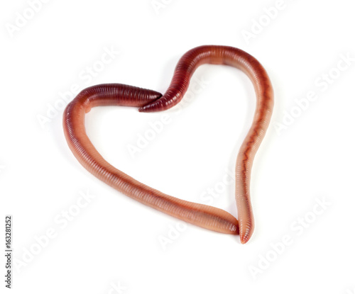 Two earthworms in the shape of heart isolated on white background