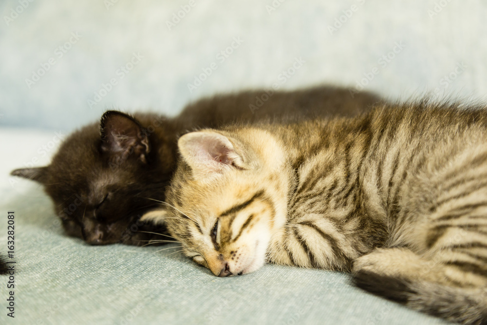 Two kittens asleep on a blue couch