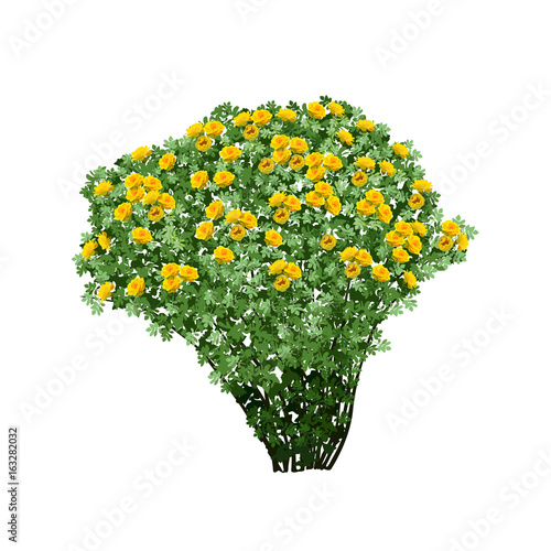 Dogrose bush with yellow terry flowers