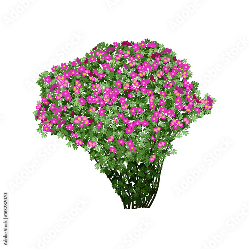 Dogrose bush with red flowers