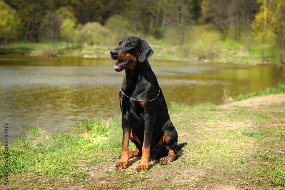 a big black dog sitting on a background of a beautiful lake on a Sunny day. Doberman, police, obedience