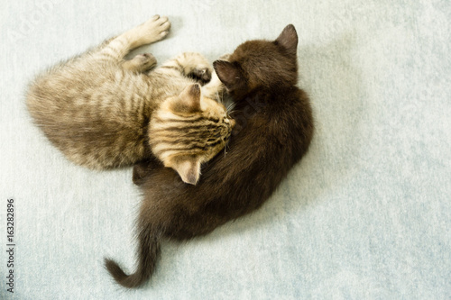 Valokuva Two kittens asleep on a blue couch