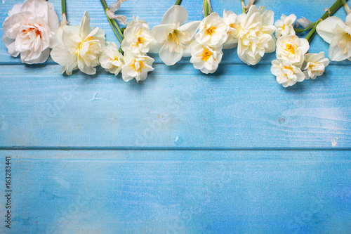 Fototapeta Naklejka Na Ścianę i Meble -  White daffodils flowers on blue wooden background.