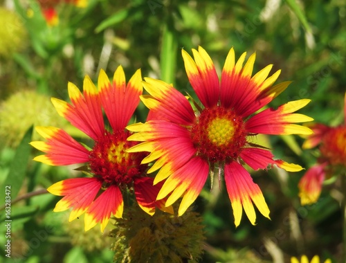 Closeup of indian blanket wildflower