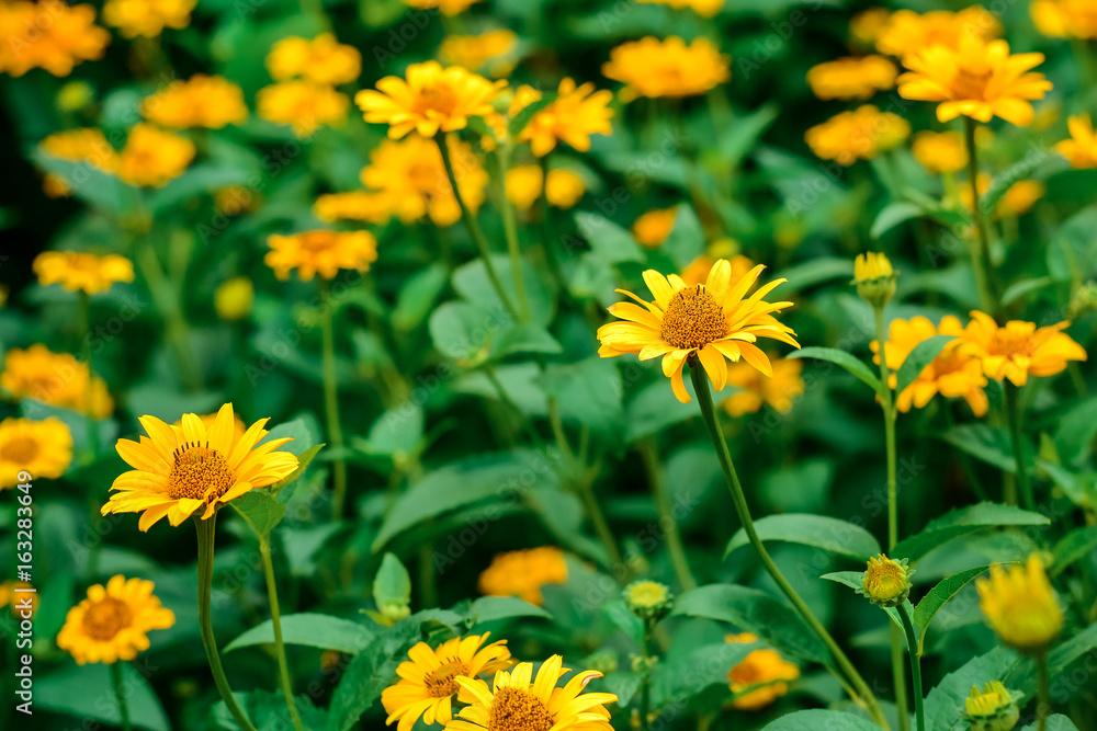 Bright beautiful summer flowers Bright beautiful summer flowers