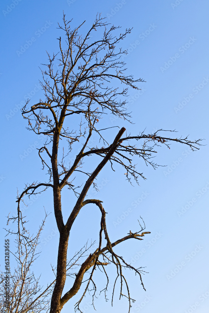 Dry trees and sky in Transilvania Dry trees and sky in Transilvania