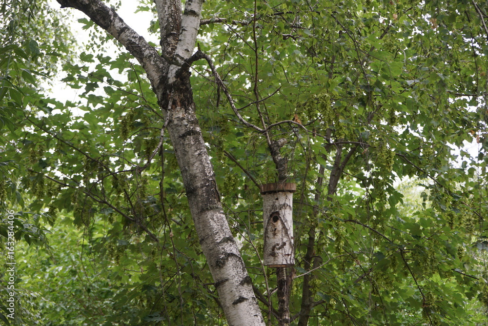 Fototapeta premium Birdhouse