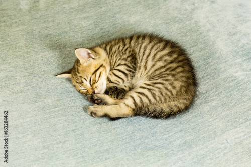 Obraz na plátně Kitten with tiger stripes on blue couch