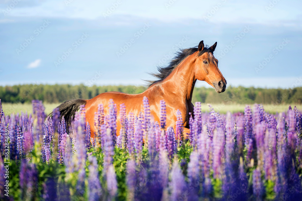 Naklejka premium Koń arabski biegnący wśród kwiatów łubinu.